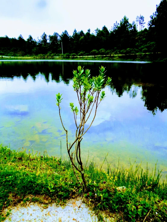 a tree in the middle of a body of water