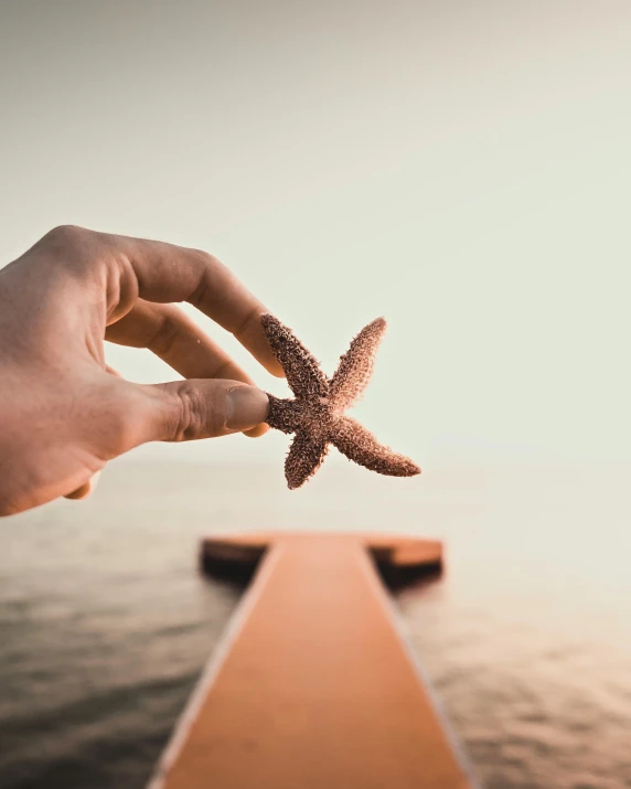 person holding a small starfish with their finger on a pier