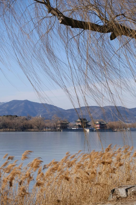 grass and reeds growing on the bank of a river