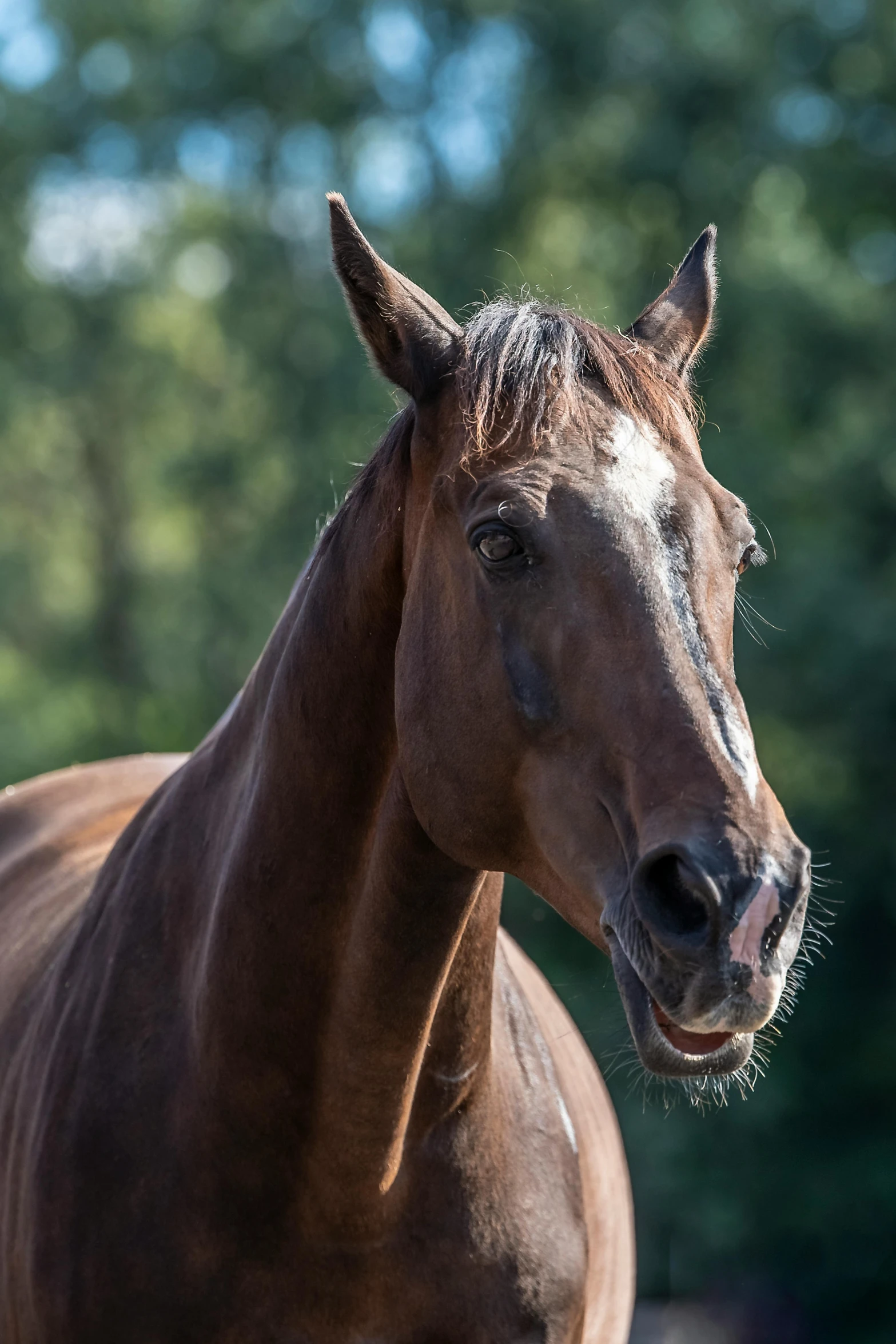 brown horse looking to the left with trees behind him