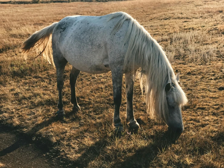 an horse standing on top of a dry grass field