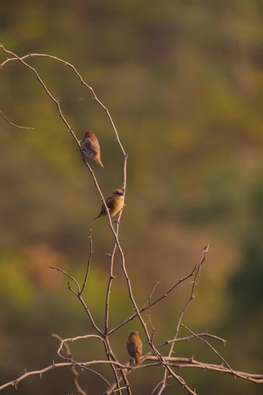 three little birds perched on a tree limb