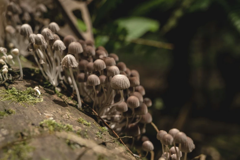 a bunch of tiny mushrooms in a forest