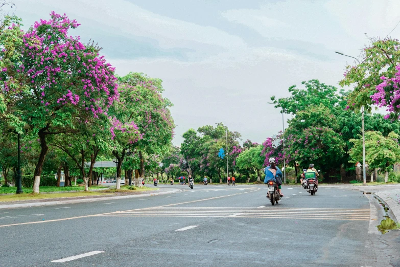 some people riding motorcycles down a street lined with trees