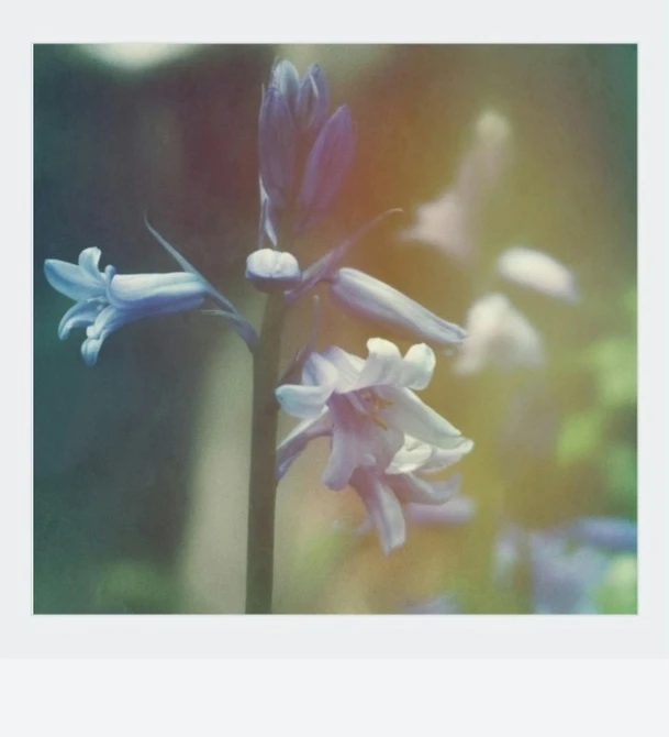 an image of a flower that is blue with white flowers