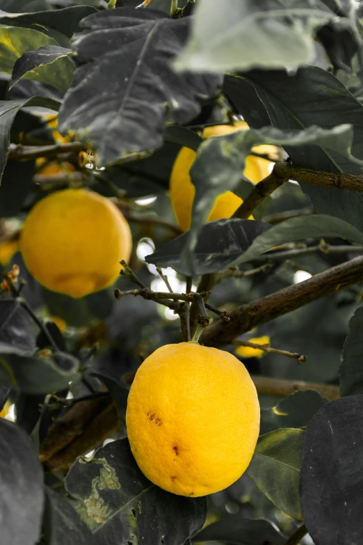 a lemon tree with a couple of ripe lemons growing