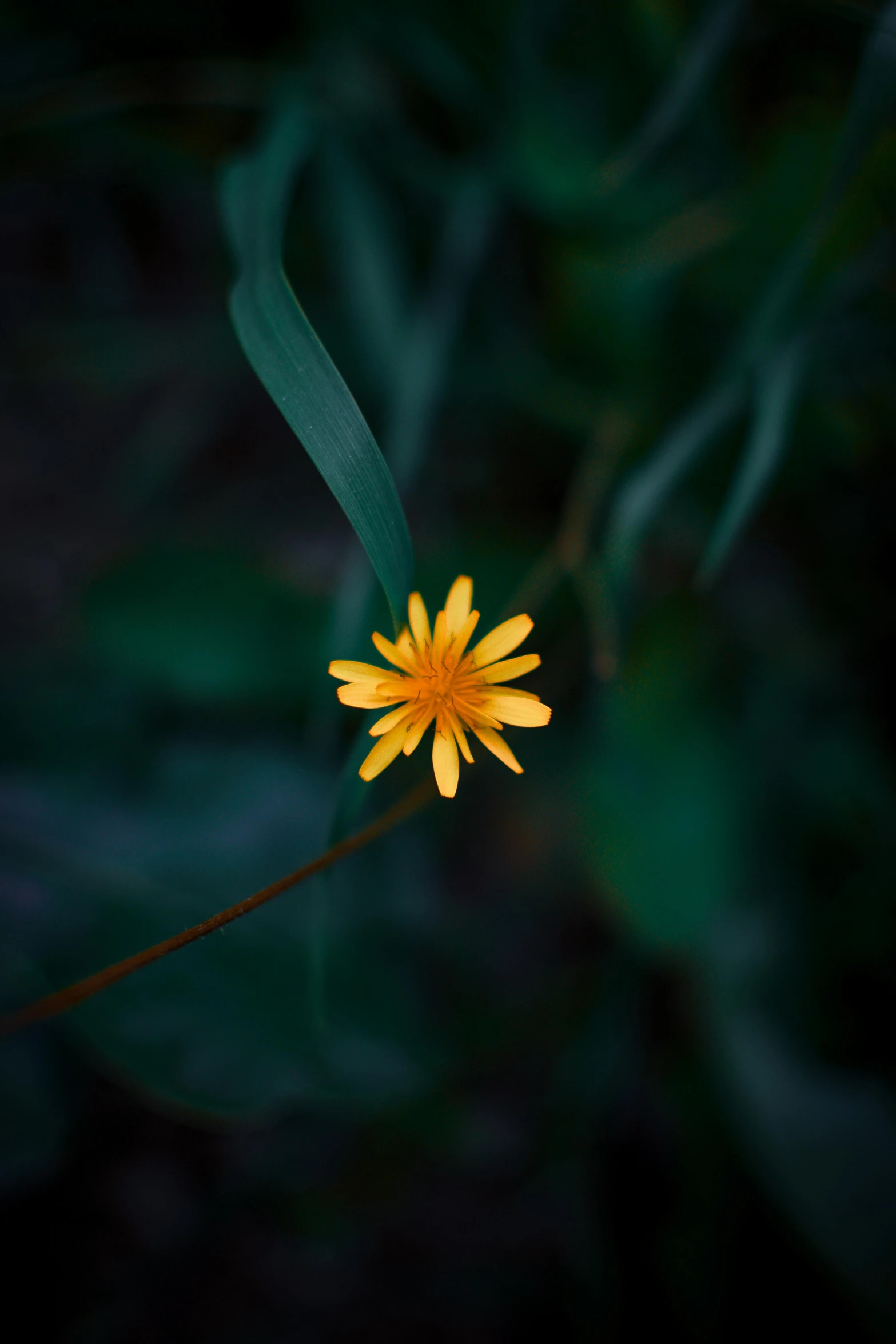 a close up of a yellow flower near a green stem