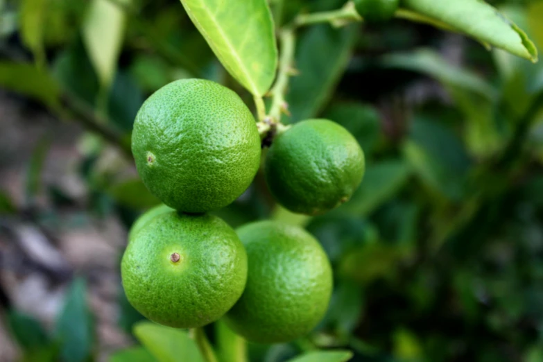 three lemons hanging from a tree and waiting to be picked