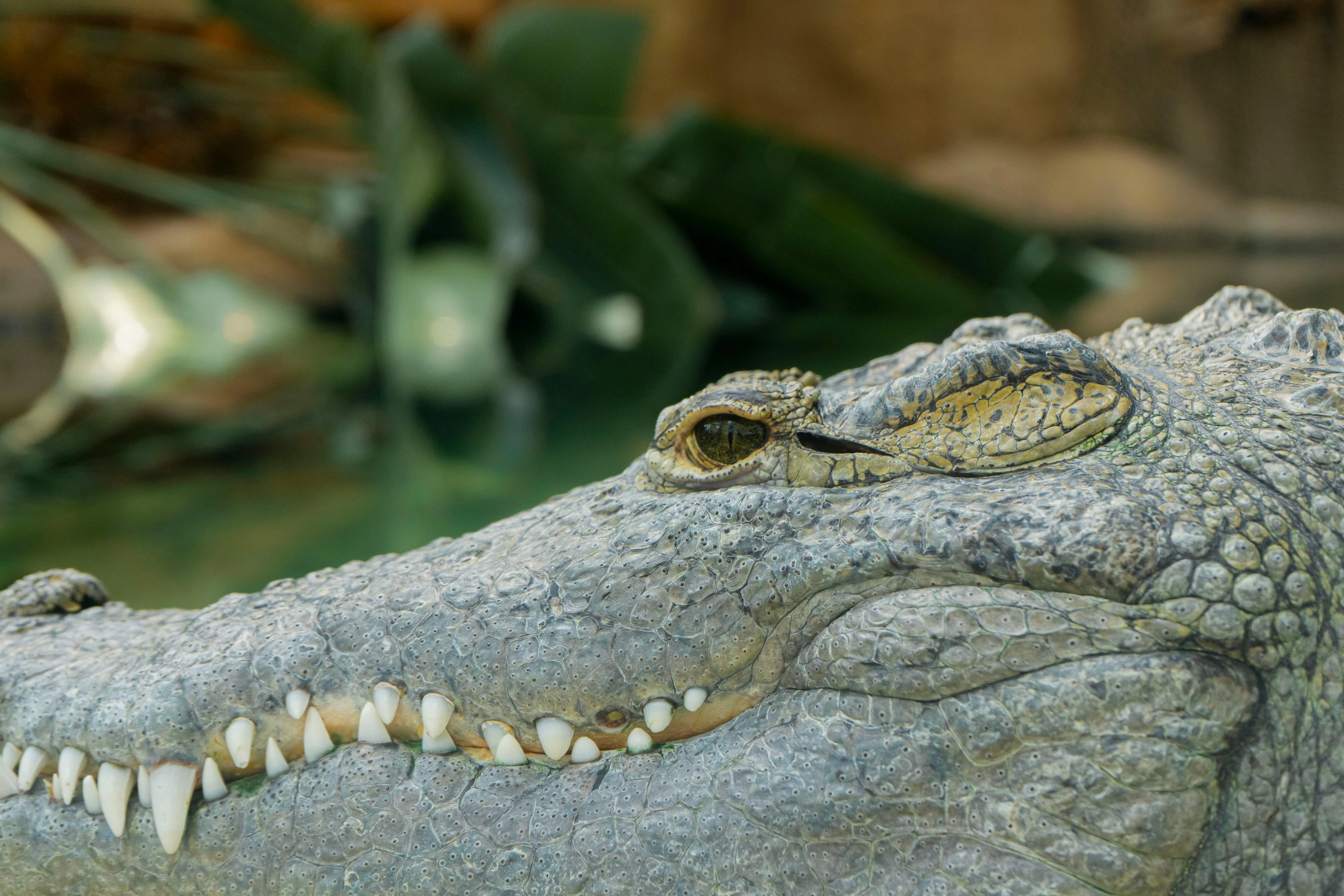 a closeup of a crocodile's mouth with many teeth