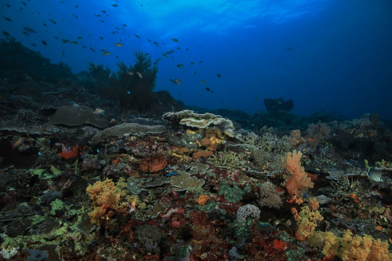 many corals and other small reef life growing along a sandy bottom