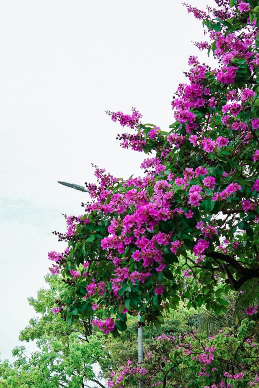 the tall street sign is decorated with pink flowers