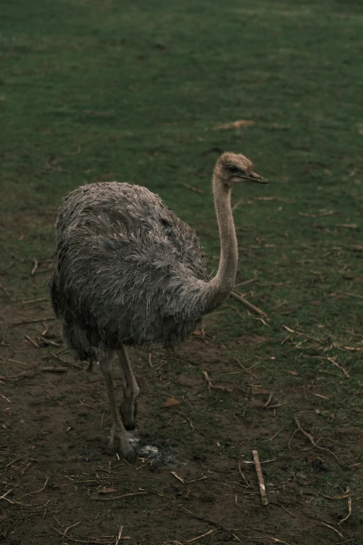 an ostrich standing alone in the dirt and grass