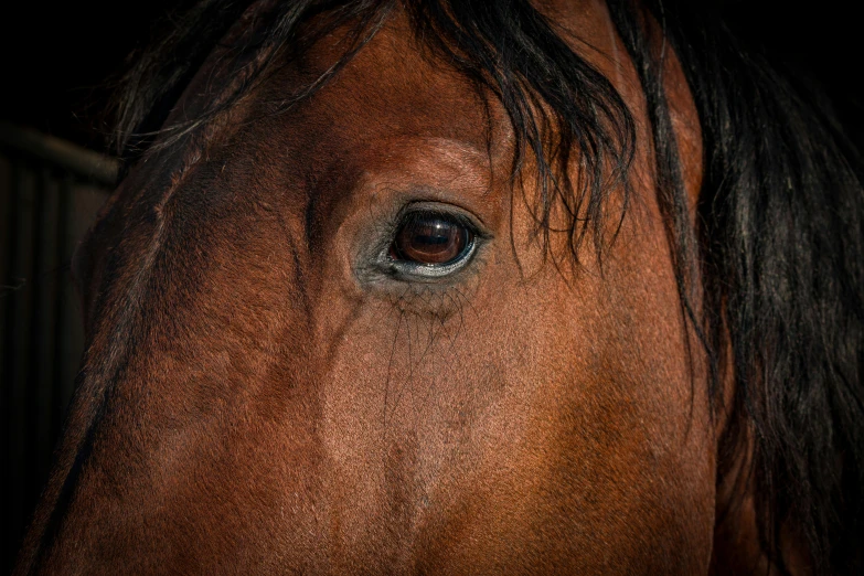 closeup s of a horse's eye in the dark