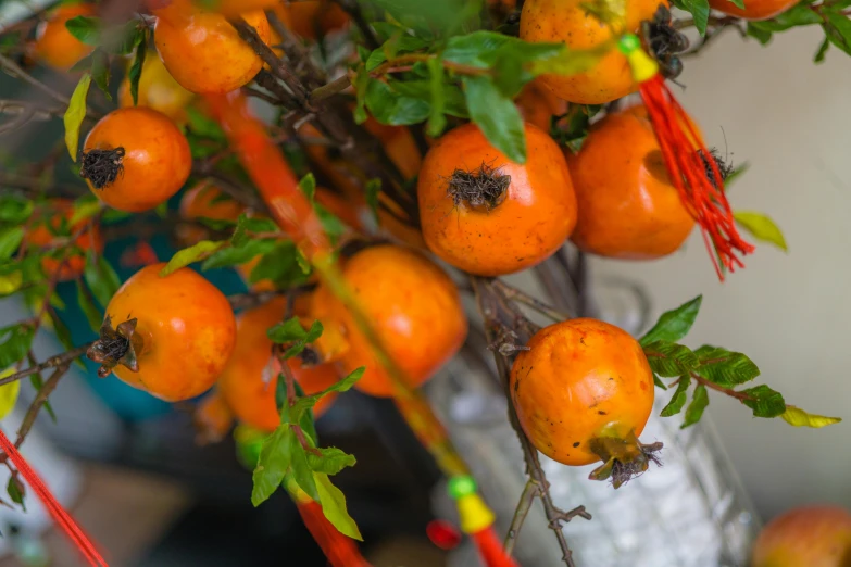 a group of small tomatoes hanging from a tree