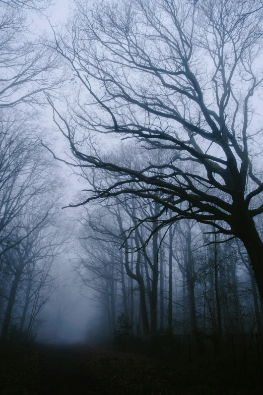 a foggy forest scene with trees and a path