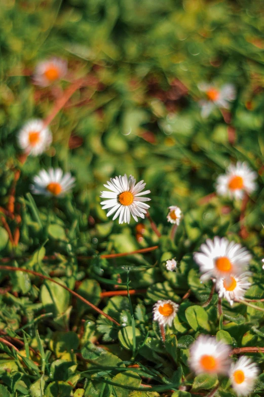 several small flowers sitting in the grass