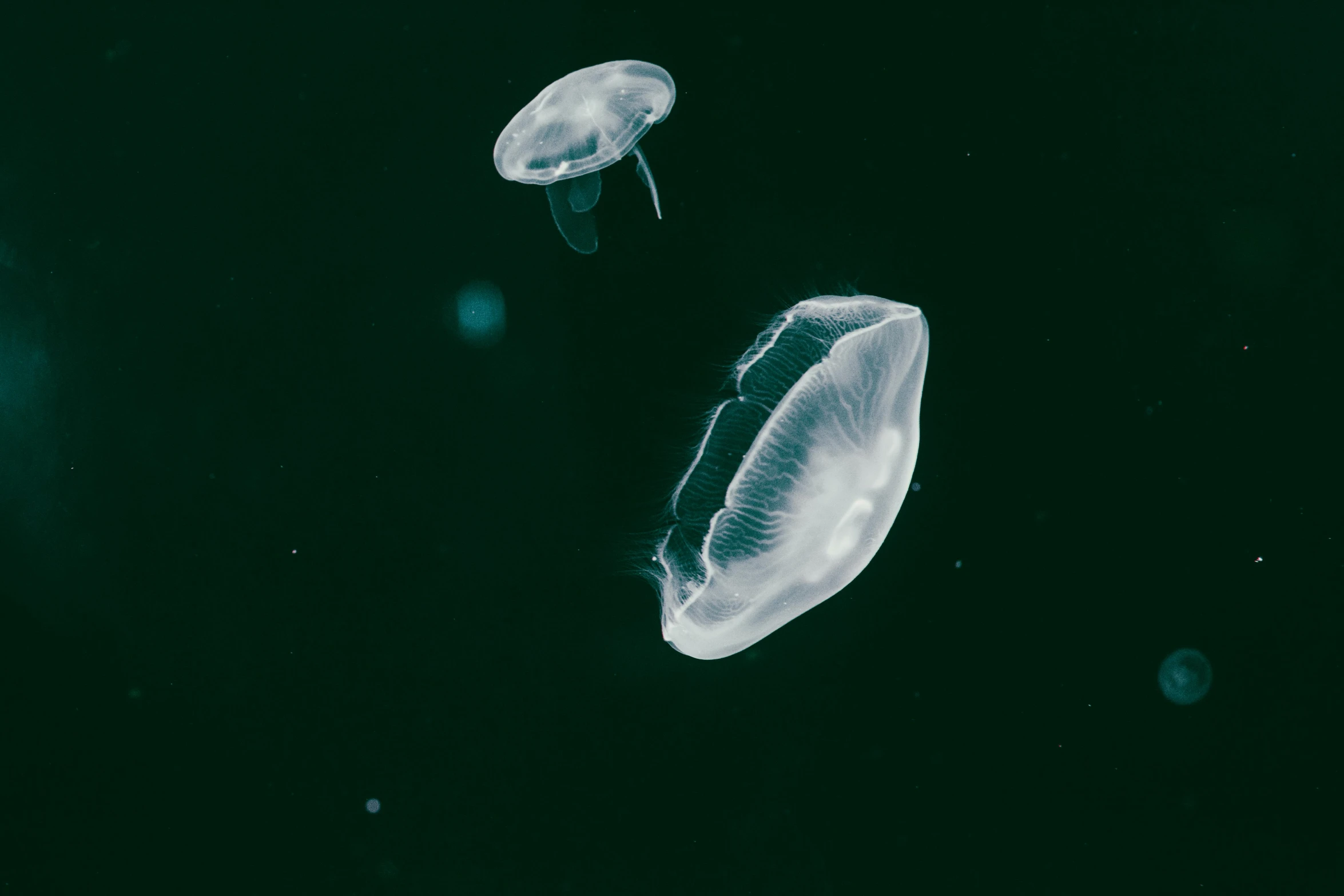 a bunch of jellyfish in the dark