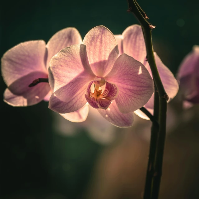 a pink flower with lots of leaves in the background