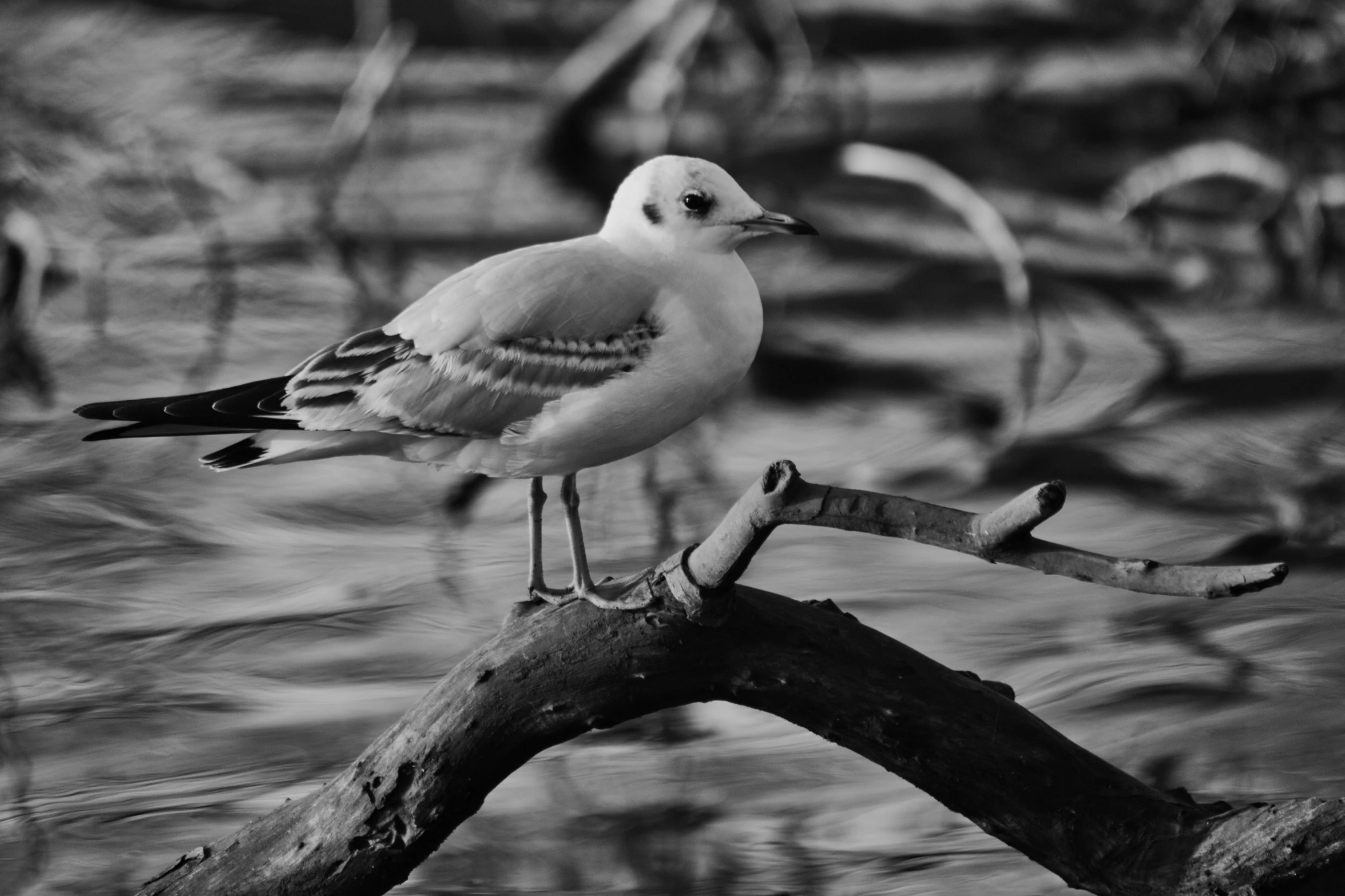 a bird that is sitting on a tree nch