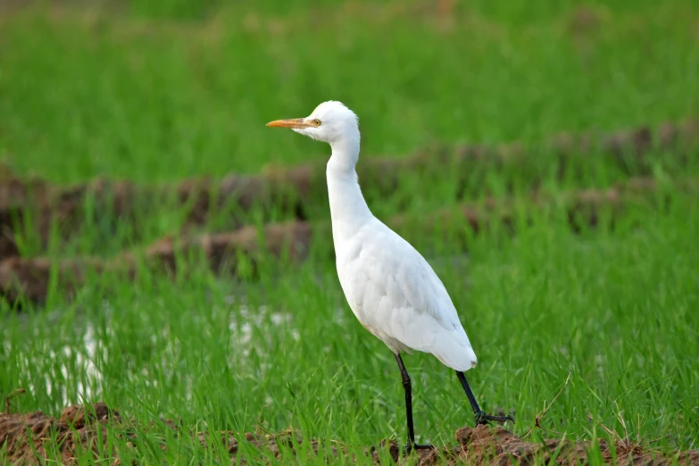 a white bird stands alone in the grass