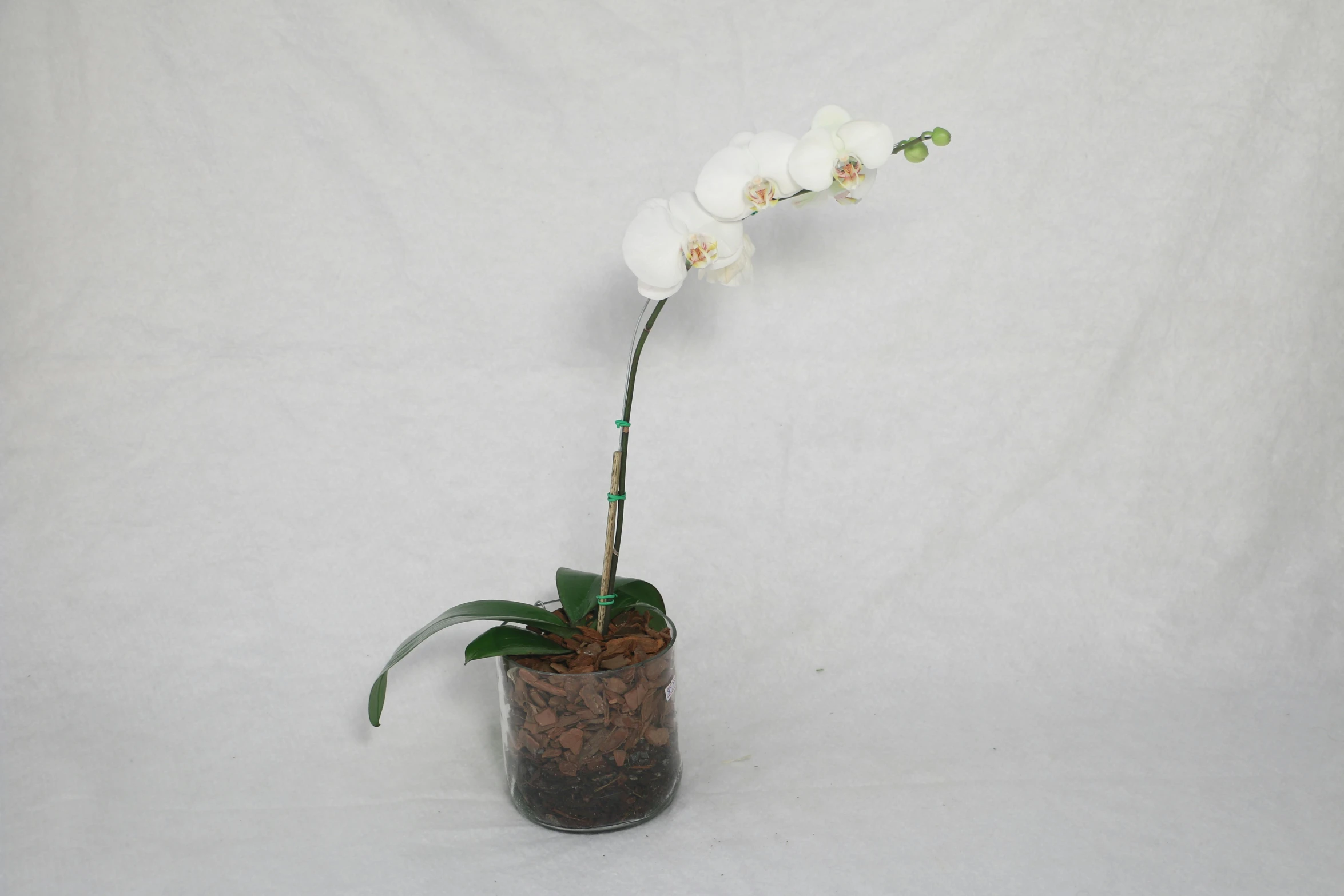 a vase with a plant in it and white flowers on the bottom