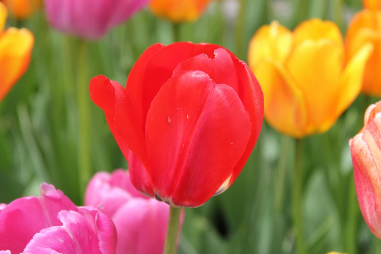 a red flower in front of orange and pink flowers