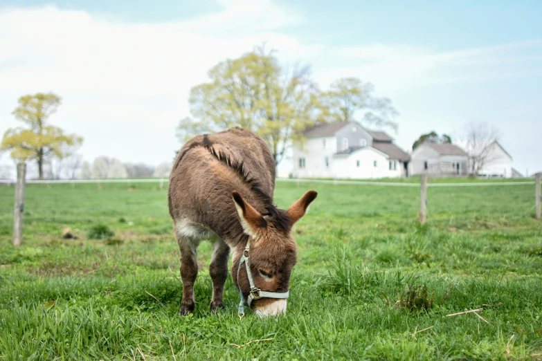 a donkey eating grass inside a fenced off field