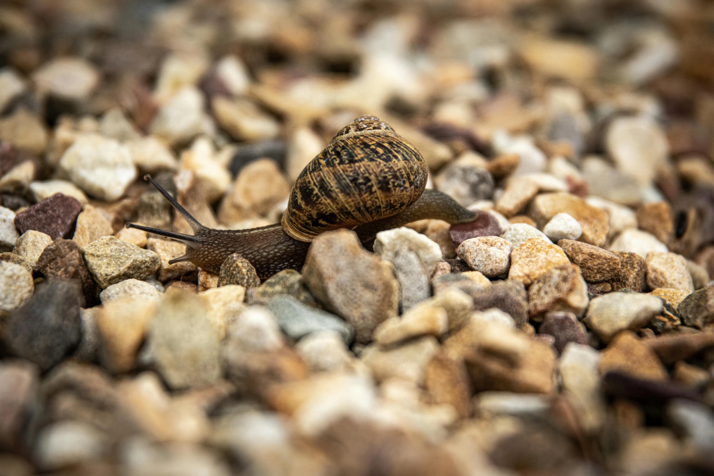 a snail crawling on a bed of rocks