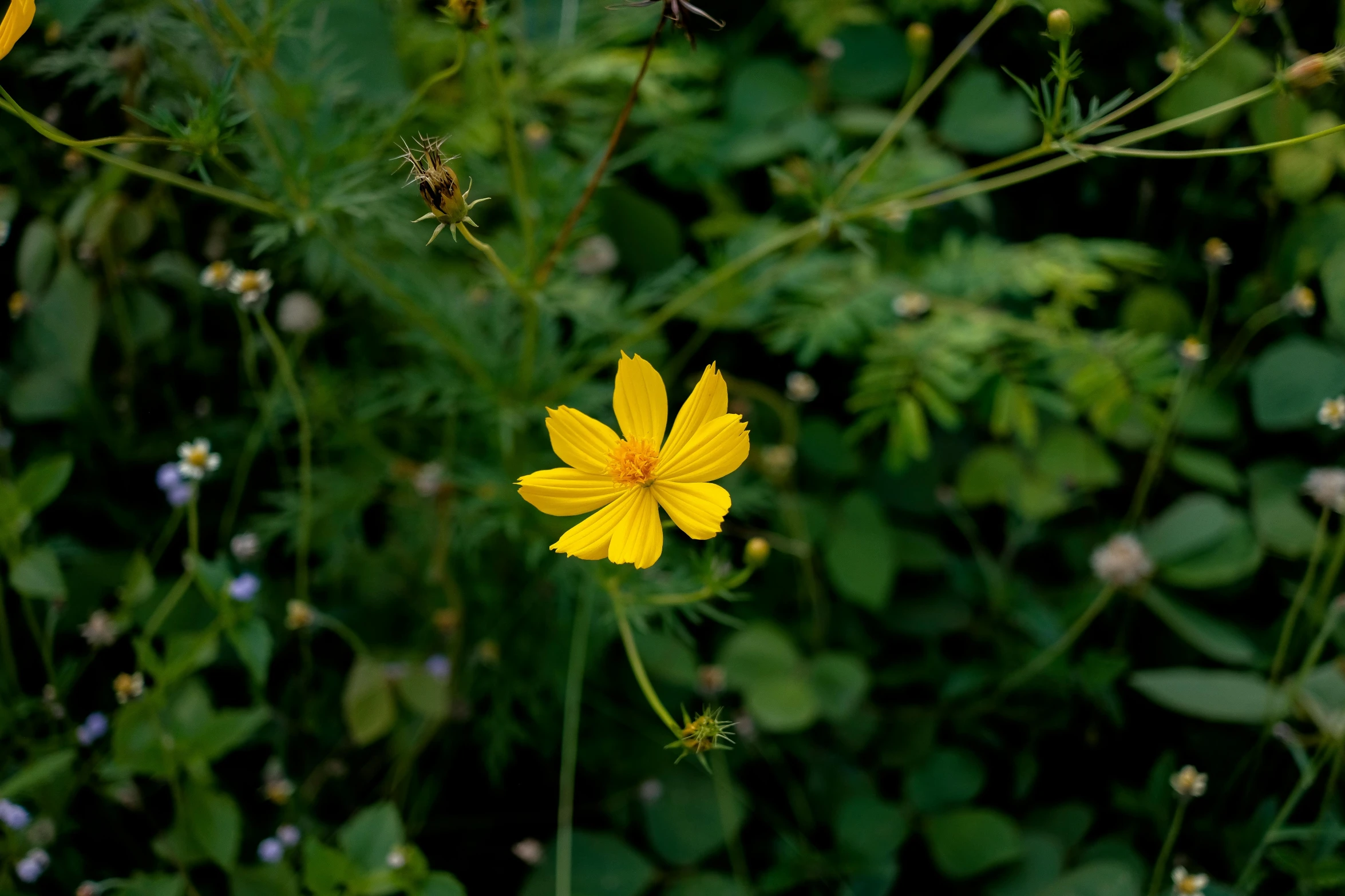 a lone yellow flower on the side of a road