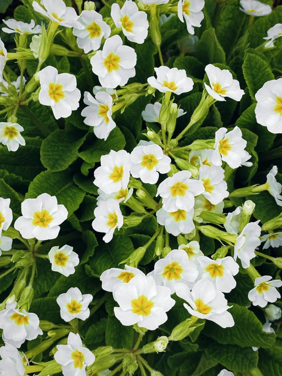 a group of white flowers with yellow centers