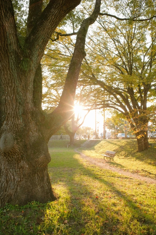 the sunlight is shining through the trees outside