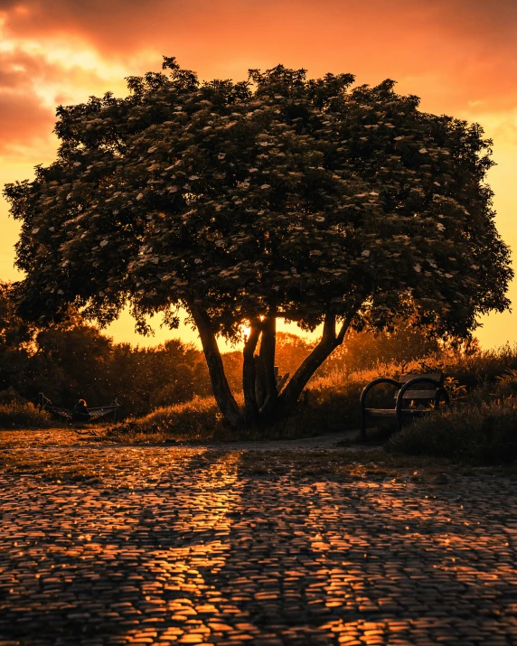 a tree that is standing next to some water