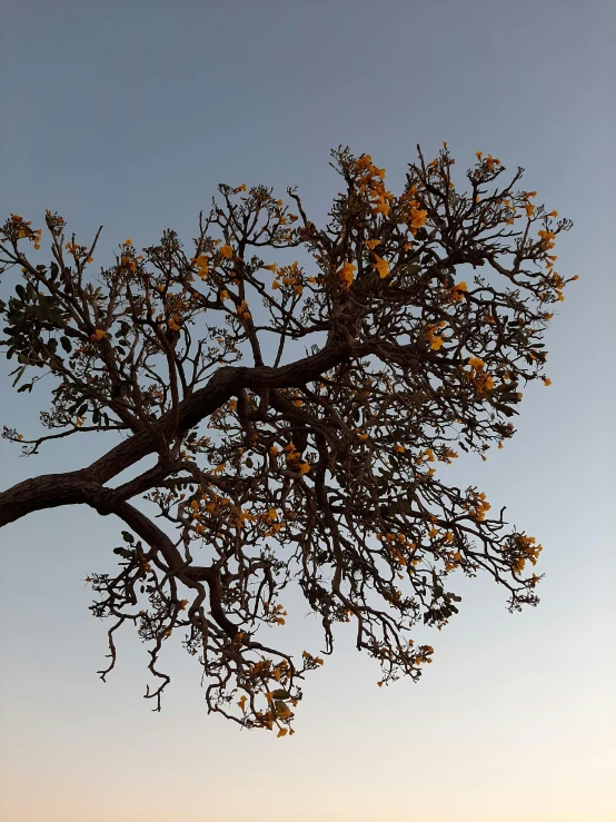 a tree on the side of a road with lots of nches