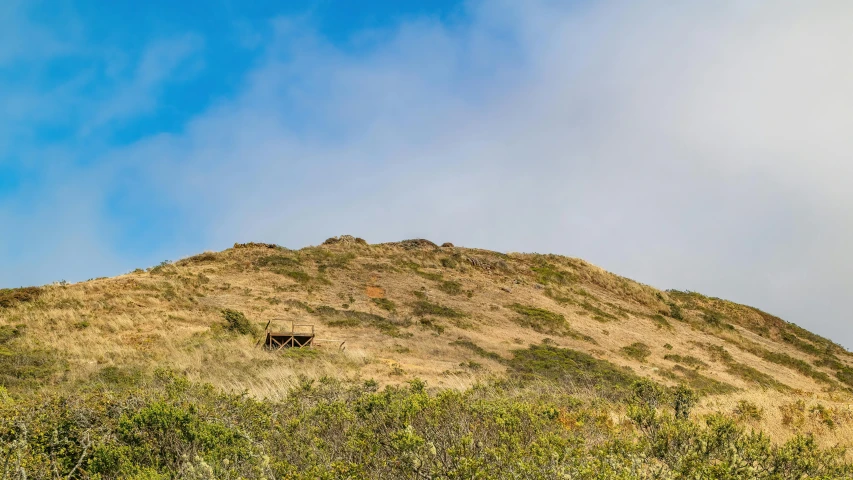 a bear standing in the grass with a small pile of dirt behind it