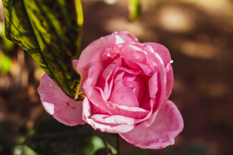 a single pink rose blooming on a small stem