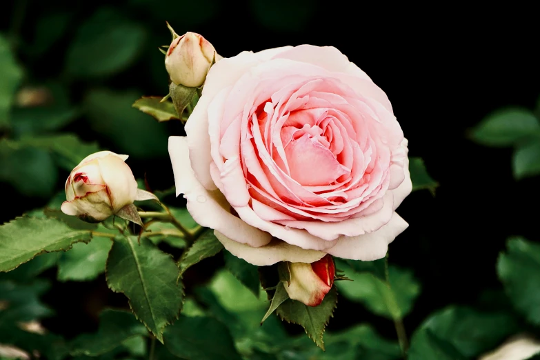 closeup of pink rose bud on a tree nch