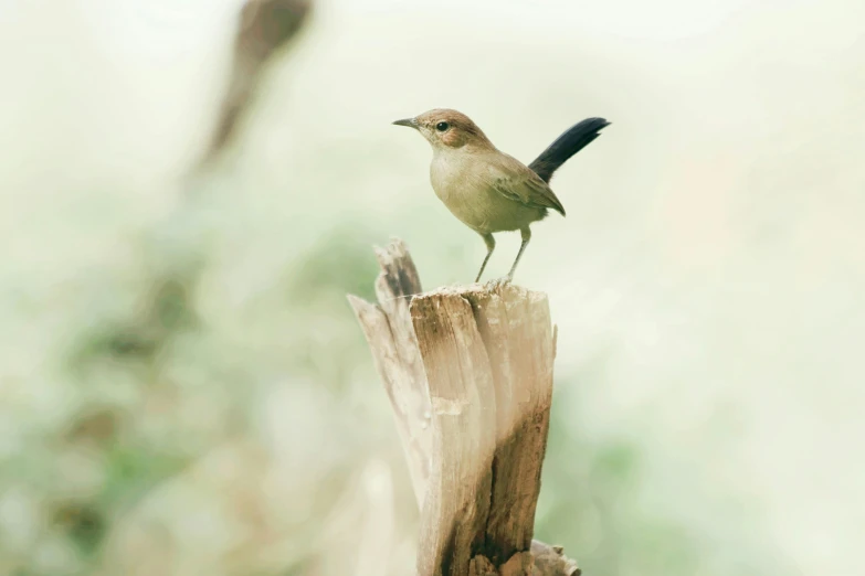 a bird standing on top of a wooden stump