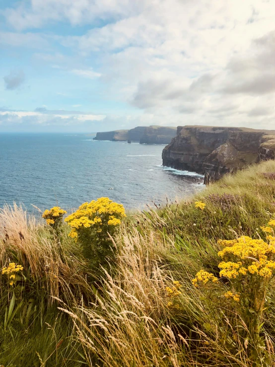 a view of the ocean with yellow flowers and cliffs in the background