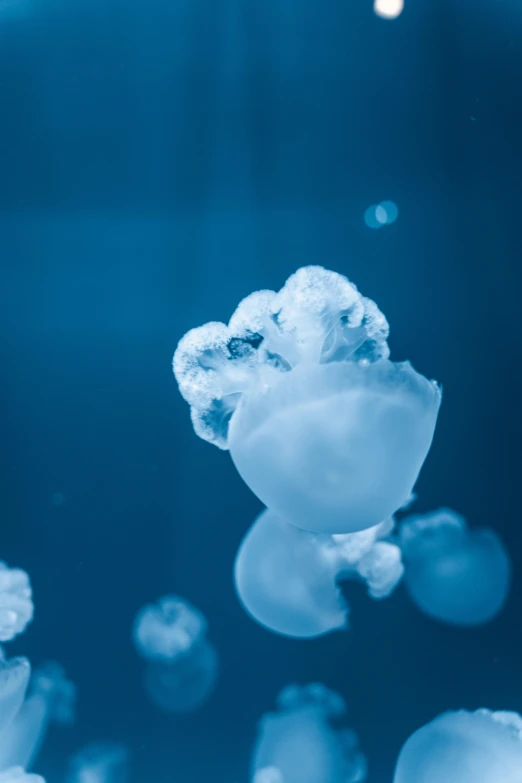 an underwater view of blue and white jellyfish in an aquarium