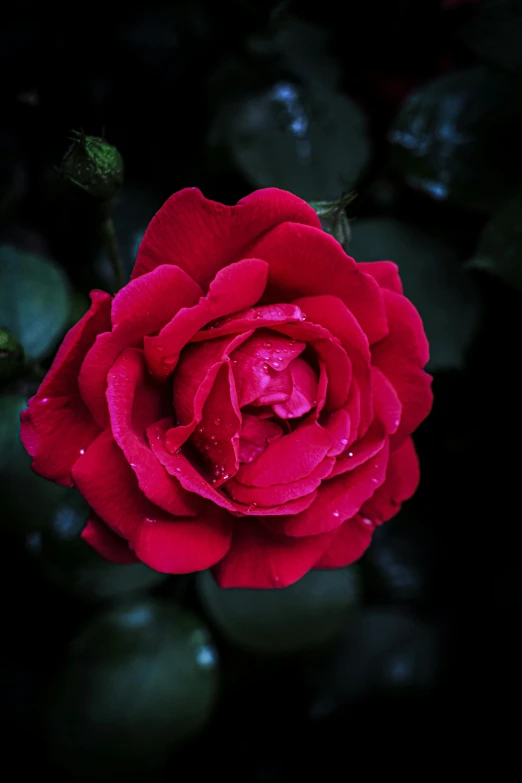 a close up of the petals of a red rose