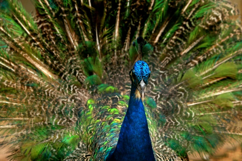 a peacock displays its feathers while in flight