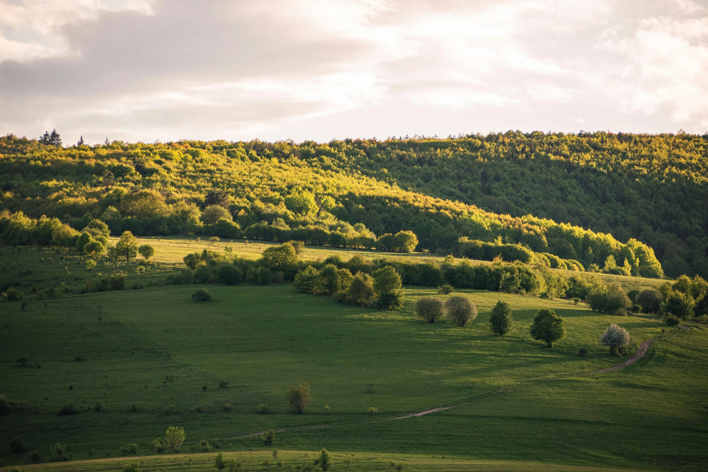 the mountain range is covered with many trees