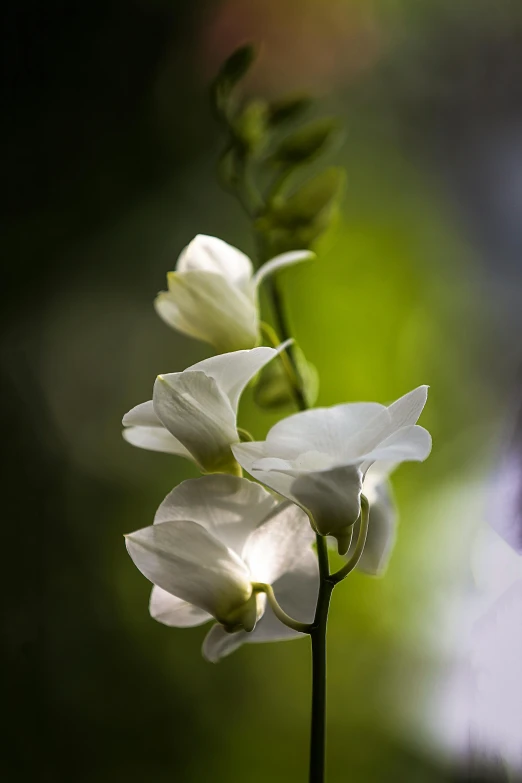 some white flowers are shown in close up