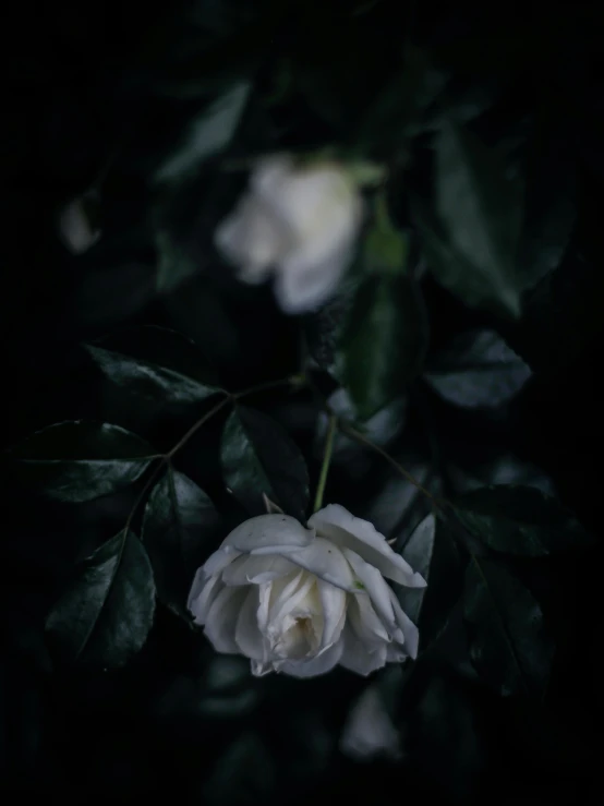 a white flower is blooming among the leaves