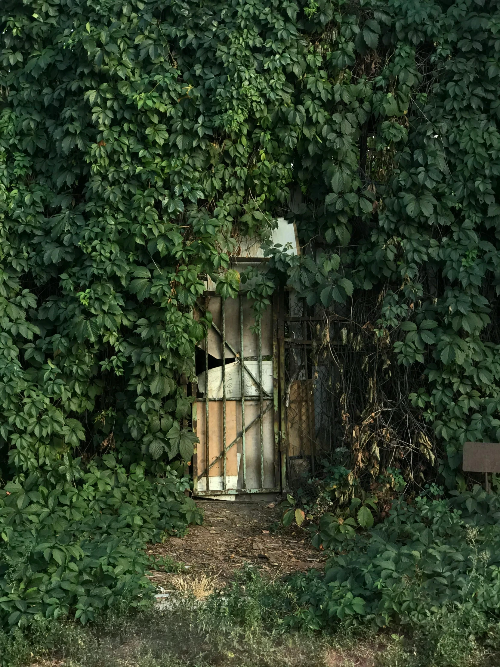 a gate is partially covered by plants with a bench