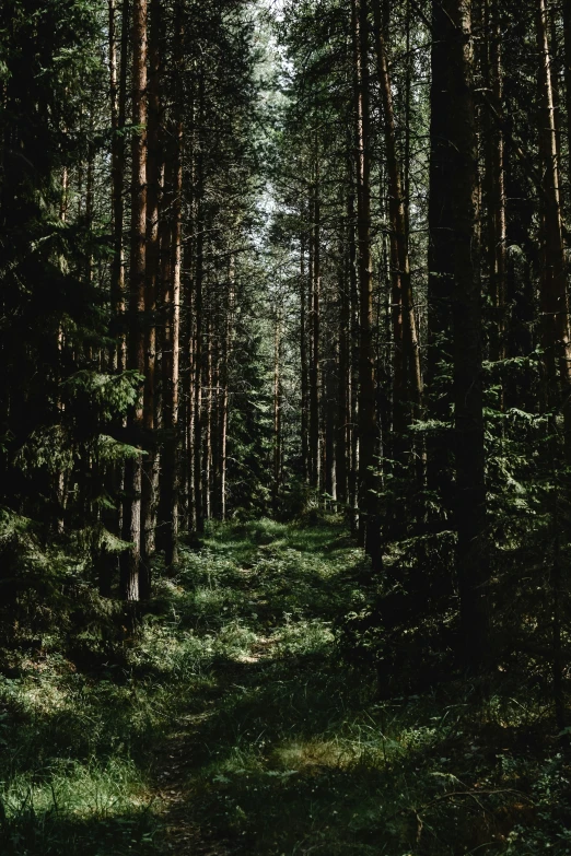 the large trees are tall and green near the ground