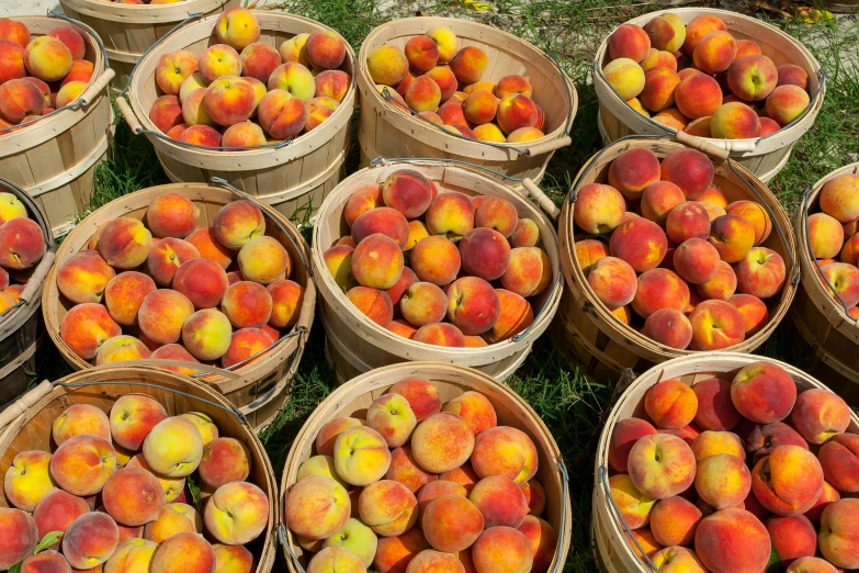 several brown baskets holding different kinds of peaches