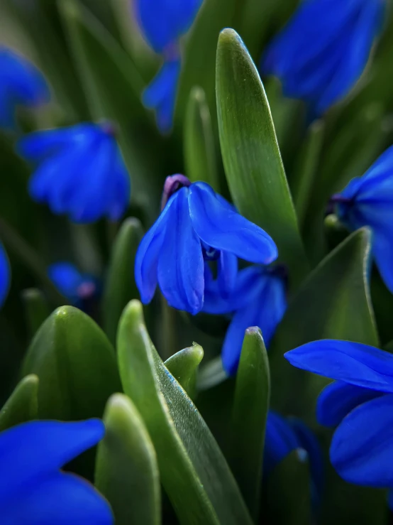 blue flowers are shown here in the picture