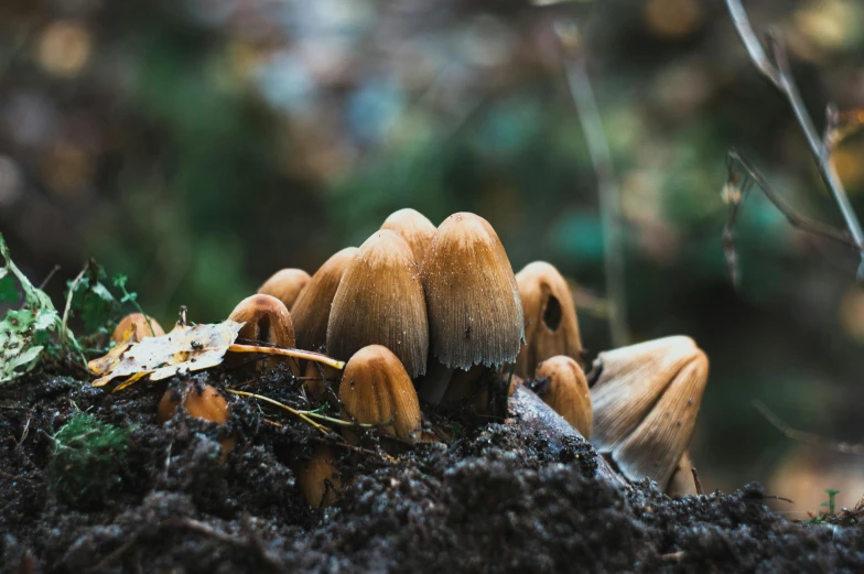 a group of small brown mushrooms with green leaves on top of them