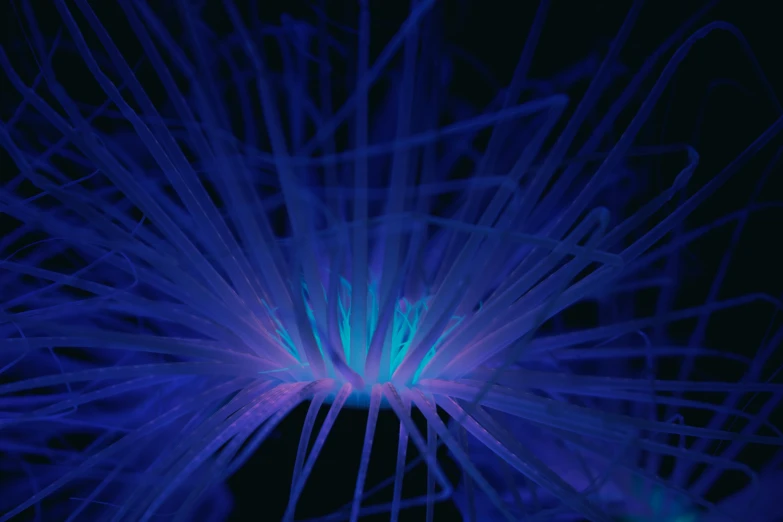 an image of a large blue plant in the dark